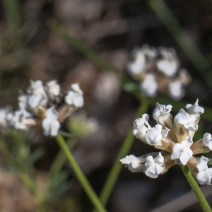 Photographie n°2565204 du taxon Lotus dorycnium L.