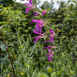 Photographie n°2565205 du taxon Gladiolus italicus Mill.