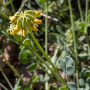 Photographie n°2565220 du taxon Coronilla glauca L. [1755]