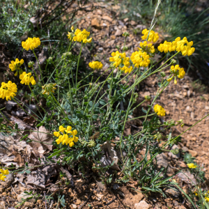 Photographie n°2565221 du taxon Coronilla glauca L. [1755]