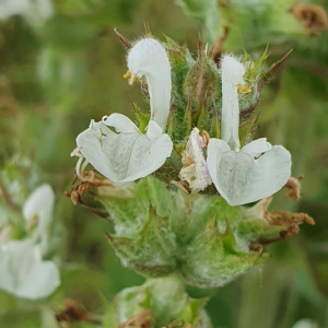 Photographie n°2565226 du taxon Salvia aethiopis L. [1753]