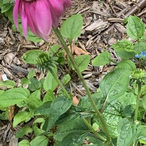 Photographie n°2565278 du taxon Echinacea purpurea (L.) Moench [1794]