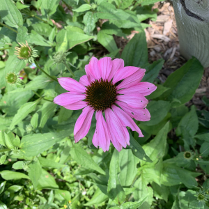 Photographie n°2565280 du taxon Echinacea purpurea (L.) Moench [1794]