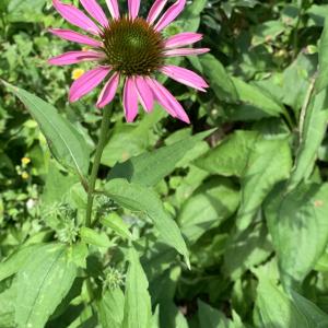 Photographie n°2565281 du taxon Echinacea purpurea (L.) Moench [1794]