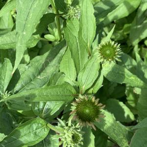 Photographie n°2565282 du taxon Echinacea purpurea (L.) Moench [1794]