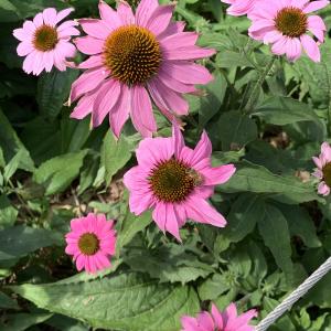 Photographie n°2565284 du taxon Echinacea purpurea (L.) Moench [1794]