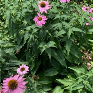 Photographie n°2565285 du taxon Echinacea purpurea (L.) Moench [1794]