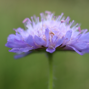 Photographie n°2565301 du taxon Knautia arvensis (L.) Coult. [1828]