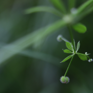 Photographie n°2565307 du taxon Galium aparine L. [1753]