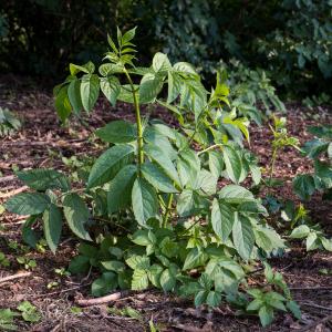 Photographie n°2565321 du taxon Sambucus nigra L.