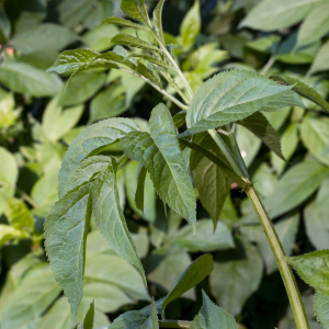 Photographie n°2565322 du taxon Sambucus nigra L.