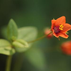 Photographie n°2565344 du taxon Lysimachia arvensis (L.) U.Manns & Anderb.