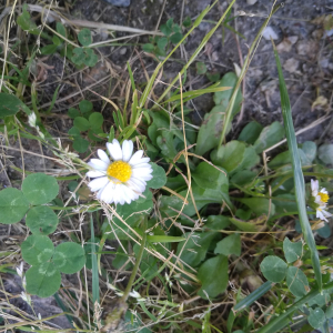 Photographie n°2565347 du taxon Bellis perennis L.