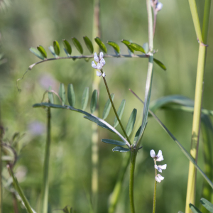 Photographie n°2565364 du taxon Vicia hirsuta (L.) Gray