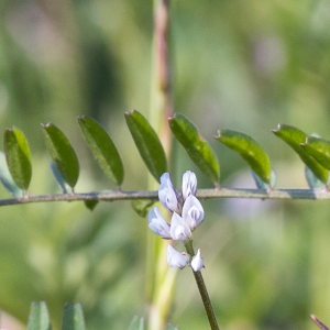 Photographie n°2565365 du taxon Vicia hirsuta (L.) Gray