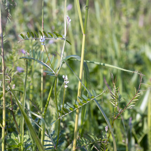 Photographie n°2565366 du taxon Vicia hirsuta (L.) Gray