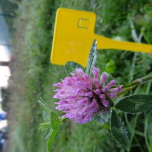 Photographie n°2565370 du taxon Trifolium pratense L.