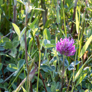 Photographie n°2565388 du taxon Trifolium pratense L. [1753]