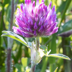 Photographie n°2565389 du taxon Trifolium pratense L. [1753]