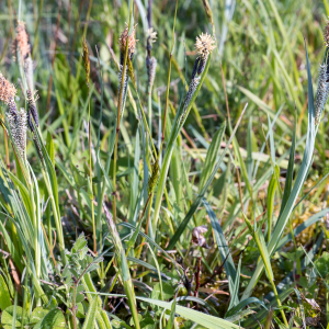 Photographie n°2565392 du taxon Carex flacca Schreb. [1771]