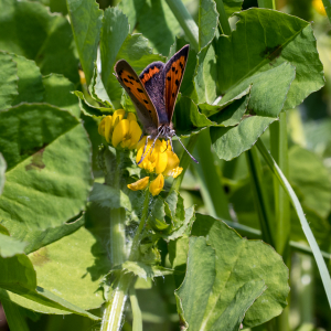 Photographie n°2565403 du taxon Medicago arabica (L.) Huds.