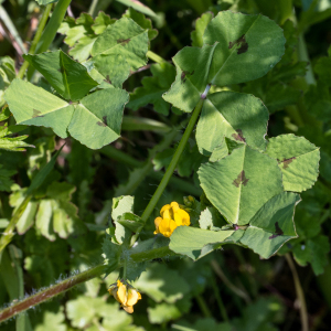 Photographie n°2565404 du taxon Medicago arabica (L.) Huds.