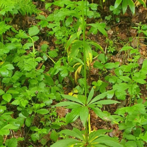 Photographie n°2565405 du taxon Lilium martagon L. [1753]