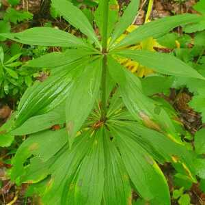 Photographie n°2565406 du taxon Lilium martagon L. [1753]