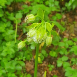 Photographie n°2565407 du taxon Lilium martagon L. [1753]