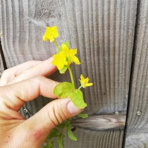 Photographie n°2565448 du taxon Lysimachia nummularia L. [1753]