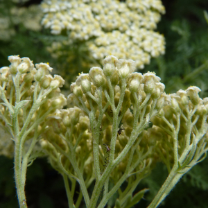  - Achillea crithmifolia Waldst. & Kit.