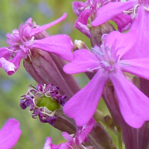 Photographie n°2565541 du taxon Atocion armeria (L.) Raf.