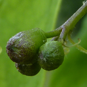 Photographie n°2565543 du taxon Catalpa bignonioides Walter