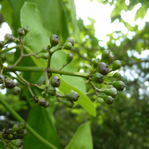 Photographie n°2565547 du taxon Catalpa bignonioides Walter