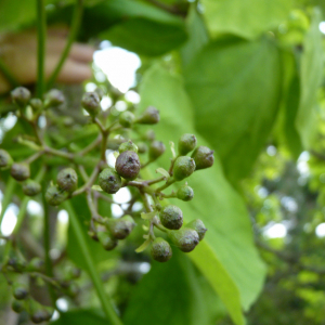 Photographie n°2565548 du taxon Catalpa bignonioides Walter