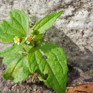 Photographie n°2565563 du taxon Galinsoga quadriradiata Ruiz & Pav.