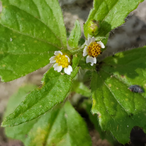 Photographie n°2565564 du taxon Galinsoga quadriradiata Ruiz & Pav.