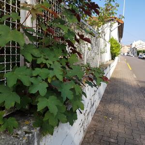 Photographie n°2565565 du taxon Acer pseudoplatanus f. purpurascens Pax