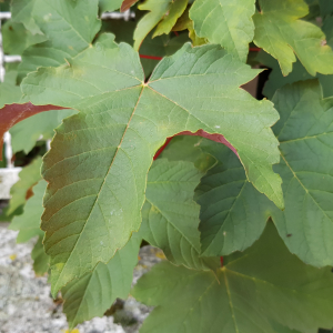  - Acer pseudoplatanus f. purpurascens Pax