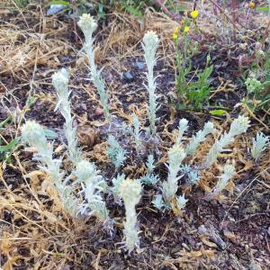 Photographie n°2565587 du taxon Filago germanica (L.) L.