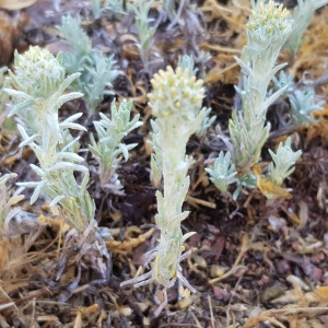 Photographie n°2565588 du taxon Filago germanica (L.) L.