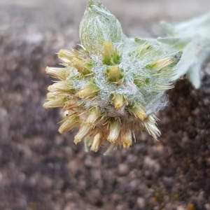 Photographie n°2565589 du taxon Filago germanica (L.) L.