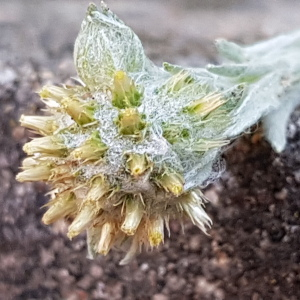 Photographie n°2565590 du taxon Filago germanica (L.) L.