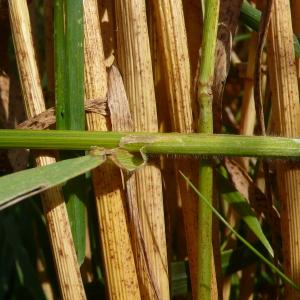 Photographie n°2565669 du taxon Bromus commutatus Schrad. [1806]