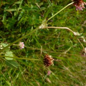  - Trifolium hybridum var. elegans (Savi) Boiss.