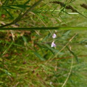 Photographie n°2565682 du taxon Ervum tetraspermum L. [1753]