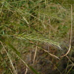 Photographie n°2565692 du taxon Hordeum secalinum Schreb. [1771]