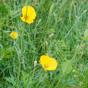 Photographie n°2565718 du taxon Papaver cambricum L. [1753]