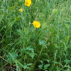 Photographie n°2565719 du taxon Papaver cambricum L. [1753]