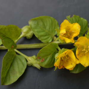 Photographie n°2565736 du taxon Lysimachia nummularia L. [1753]